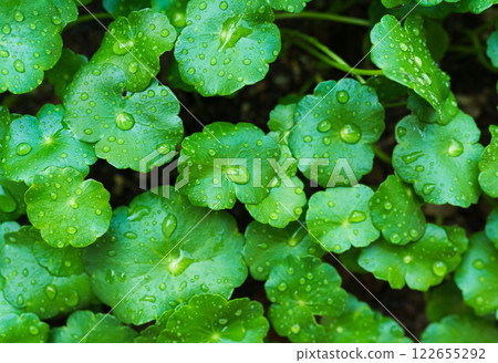 Centella asiatica, Gotu Kola Green Leaves Fresh Background, Oraganic Leaf Plant with Rain Water Texture Herbal Asiatic Raw Food Vegetable and Medicine Beauty Cosmetic, Gardent Nature Tropical Summer. 122655292
