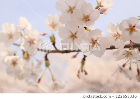 櫻花盛開 122655330