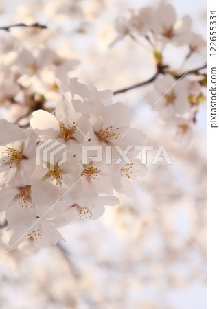 cherry blossoms are blooming 122655334