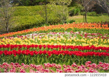 A park full of tulips 122655410