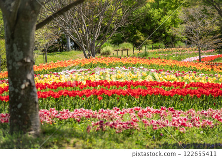 A park full of tulips 122655411