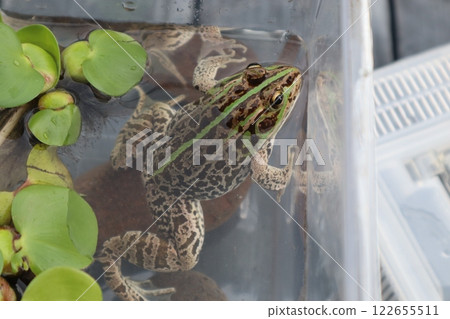 Frog in an insect cage Frog in an insect cage 122655511