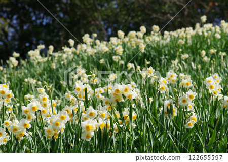 蜻蜓池公園 水仙村 122655597