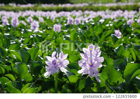 The water hyacinth of this Yakushiji ruins 122655600