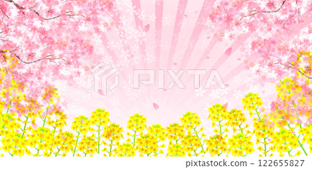 Cherry blossoms spring rape blossoms background 122655827
