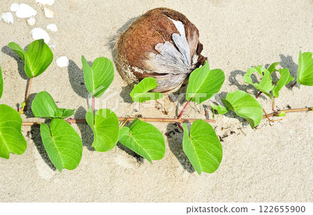 Green leaves on sand background nature Thailand Green leaves on sand background nature Thailand 122655900