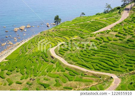 石川縣輪島市的白米千枚田稻田 石川縣輪島市的白米千枚田稻田 122655910