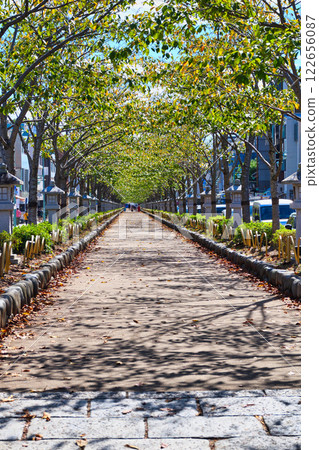 Dankazura, Kamakura (Kamakura City, Kanagawa Prefecture) Dankazura, Kamakura (Kamakura City, Kanagawa Prefecture) 122656087