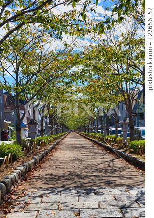 鎌倉市段葛(神奈川縣鎌倉市) 鎌倉市段葛(神奈川縣鎌倉市) 122656152