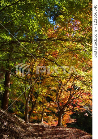 Autumn leaves at Fujie Fish Paradise in Kawasaki Town Autumn leaves at Fujie Fish Paradise in Kawasaki Town 122656340