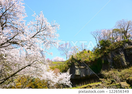 Scenery with cherry blossoms in full bloom and stone walls Scenery with cherry blossoms in full bloom and stone walls 122656349