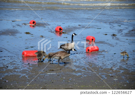 Bird family on a Bay, parents watching a baby bird getting away Bird family on a Bay, parents watching a baby bird getting away 122656627