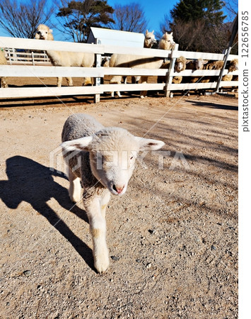 brown lamb in a farm 122656785