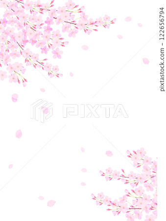 Background illustration with cherry blossoms in full bloom Background illustration with cherry blossoms in full bloom 122656794
