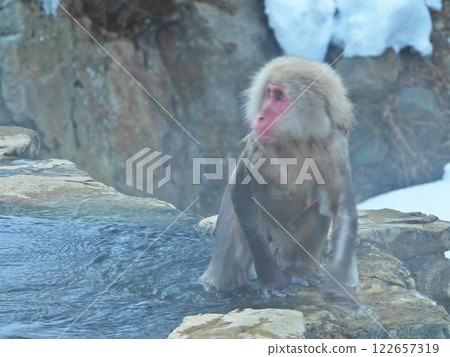 Snow monkey soaking in hot springs Snow monkey soaking in hot springs 122657319