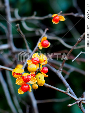 攀爬李子的樹枝，上面結著紅色的漿果 122657448