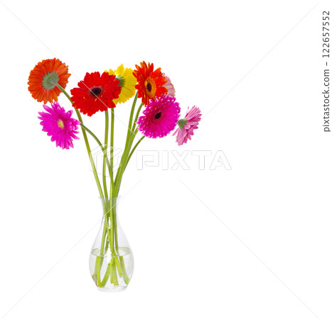 gerbera flower closeup on white background gerbera flower closeup on white background 122657552