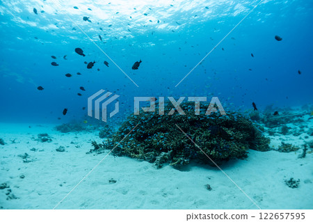 藍色的海、珊瑚和潛水員 藍色的海、珊瑚和潛水員 122657595