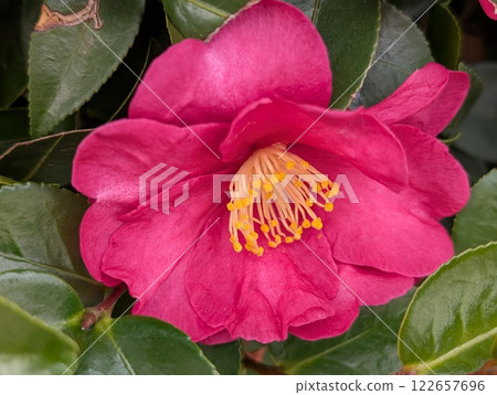 粉紅色的山茶花在冬季花園中綻放 122657696