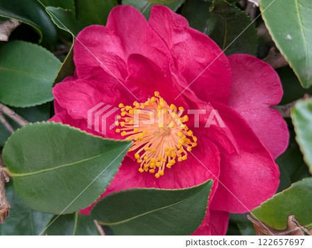 粉紅色的山茶花在冬季花園中綻放 122657697