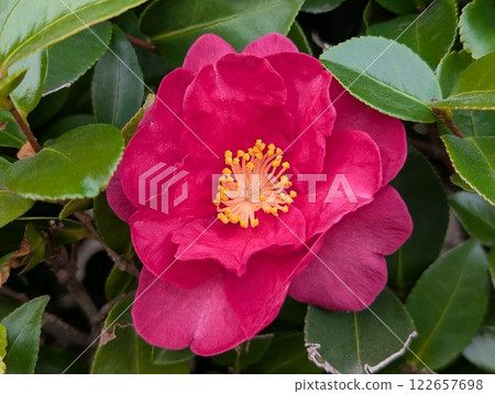 粉紅色的山茶花在冬季花園中綻放 122657698