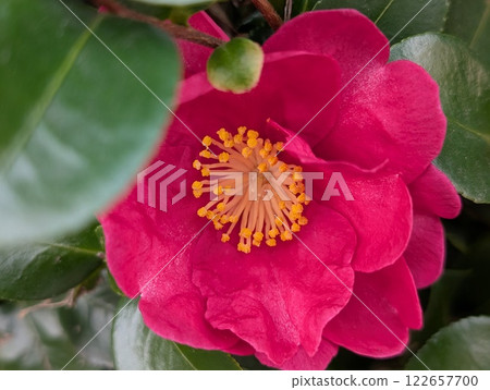 Pink camellia flowers blooming in the winter garden Pink camellia flowers blooming in the winter garden 122657700