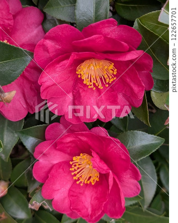 Pink camellia flowers blooming in the winter garden Pink camellia flowers blooming in the winter garden 122657701