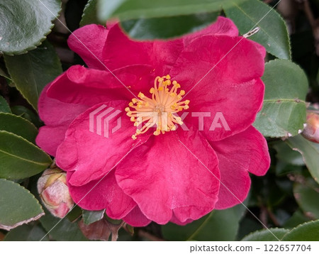 粉紅色的山茶花在冬季花園中綻放 122657704
