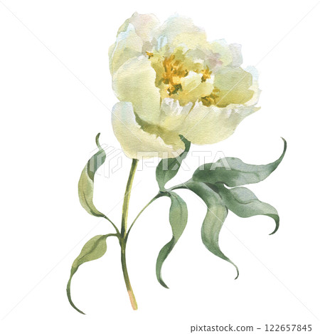 Watercolor realistic illustration of a white peony flower with leaves isolated on white background. Perfect for wedding invitations, cards, fabric, design 122657845
