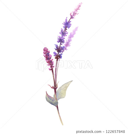 Watercolor drawing sage plant with flowers and green leaves isolated at white background, salvia officinalis, hand drawn illustration. Wild flowers, field flowers, sketch 122657848