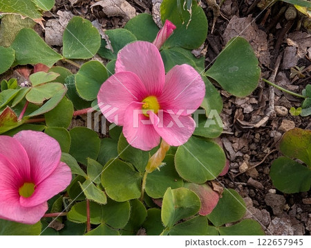 Pink wood sorrel flowers blooming in a winter garden Pink wood sorrel flowers blooming in a winter garden 122657945