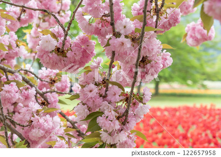 Bright pink double cherry blossoms 122657958