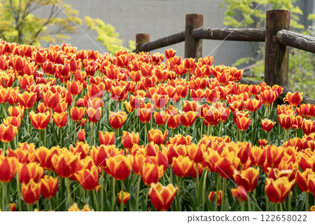 Red tulip 122658022