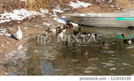 The scenic views of birds, ducks and geese at the lake. High quality photo 122658190