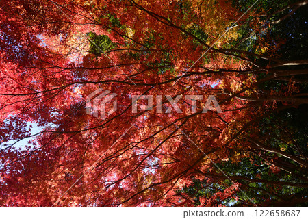 觀音山梅村 2024-12-1 #16 122658687