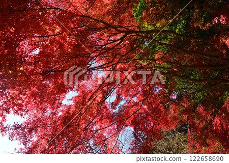 觀音山梅村 2024-12-1 #19 觀音山梅村 2024-12-1 #19 122658690