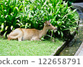 Deer in the open zoo in Thailand    122658791