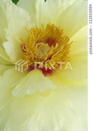 Beautiful yellow peonies 122658994