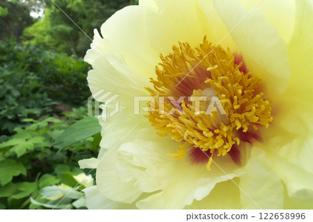 Beautiful yellow peonies 122658996