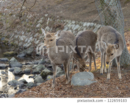 奈良公園吉木川沿岸的鹿 122659183