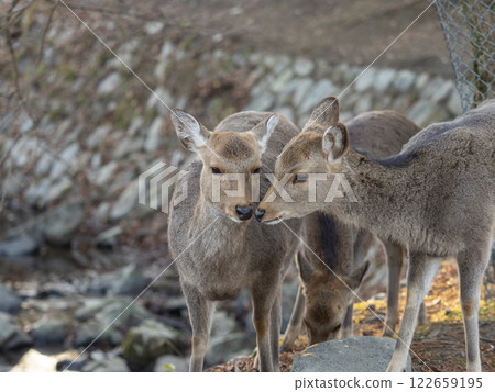 Friendly deer in Nara Park Friendly deer in Nara Park 122659195