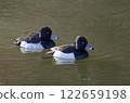 兩隻鳳頭鴨在冬天的河裡游泳 122659198