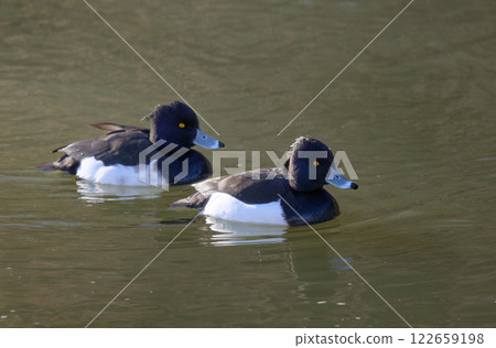 Two Tufted Ducks swimming in a winter river Two Tufted Ducks swimming in a winter river 122659198