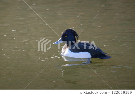 Tufted duck swimming in a winter river Tufted duck swimming in a winter river 122659199