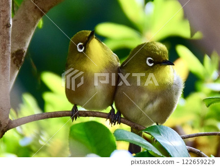 A pair of Japanese white-eyes resting together. A pair of Japanese white-eyes resting together. 122659229