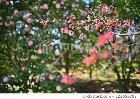 Spring in full bloom, vermilion and pink together 122659292