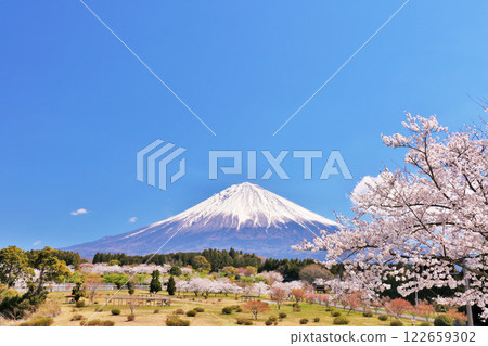 Mt. Fuji and cherry blossoms in spring 122659302