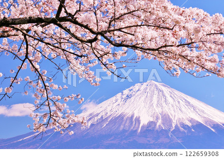 Mt. Fuji and cherry blossoms in spring 122659308