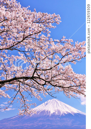Mt. Fuji and cherry blossoms in spring 122659309