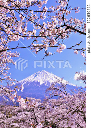 Mt. Fuji and cherry blossoms in spring 122659311